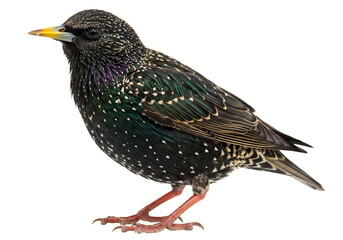 European starling bird perched isolated on transparent background