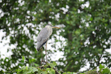 A beautiful grey heron with a long orange beak stands perched on a branch, its feathers a soft blend of grey and blue. The background is a bokeh of green and white.