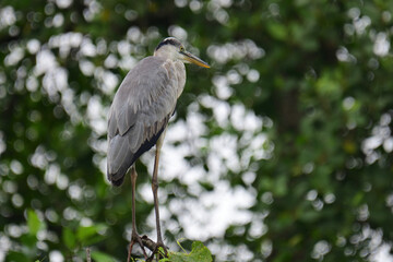Fototapeta premium A beautiful grey heron with a long orange beak stands perched on a branch, its feathers a soft blend of grey and blue. The background is a bokeh of green and white.