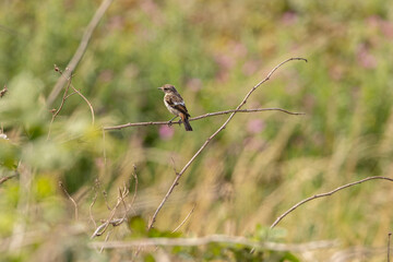 Juvenile European Stonechat (Saxicola rubicola), common in coastal scrub and heathland across Europe