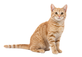 Orange tabby cat sitting isolated on transparent background
