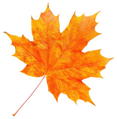 Fototapeta premium PNG Maple leaf autumn plant tree.