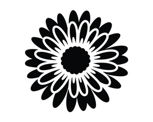 Bold Black and White Helichrysum Flower Illustration Isolated on White Background