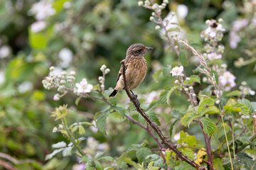 Juvenile European Stonechat (Saxicola rubicola), common in coastal scrub and heathland across Europe