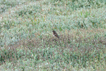 Juvenile European Stonechat (Saxicola rubicola), common in coastal scrub and heathland across Europe
