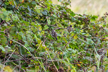 Juvenile European Stonechat (Saxicola rubicola), common in coastal scrub and heathland across Europe