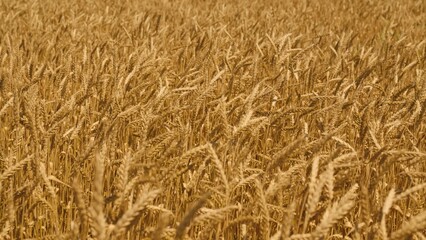 agricultural wheat field. farming wheat on the farm. harvesting golden wheat. grains growing leaves industry farm lands. farming ecological nature wheat germ concept. ripe stakes field. healthy food.
