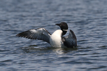 Loons in summer