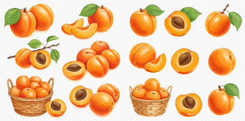 An illustrated set of ripe orange apricots, shown whole, halved with pits, sliced, and gathered in wicker baskets.
