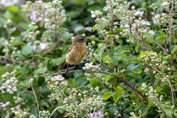 Juvenile European Stonechat (Saxicola rubicola), common in coastal scrub and heathland across Europe