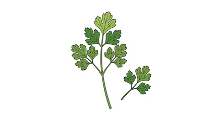 Fresh organic green parsley leaves aromatic herb for culinary use and garnishes