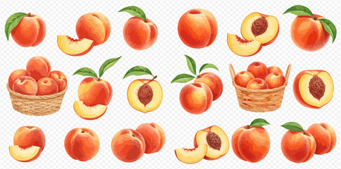 A collection of ripe peaches illustrated in watercolor style, showing whole fruits, slices, halves, and baskets.