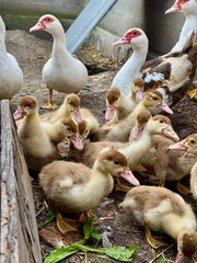 Close-up of a group of ducklings with adult ducks in a rustic backyard farm. Young waterfowl walking on the ground near the barn wall. Concept of poultry farming, agriculture, livestock breeding, rura