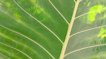 Close-up of large green tropical leaf with veins