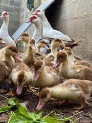 Close-up of a group of ducklings with adult ducks in a rustic backyard farm. Young waterfowl walking on the ground near the barn wall. Concept of poultry farming, agriculture, livestock breeding, rura