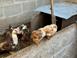 Domestic ducks and young chickens in a rural poultry house. Two chicks are sitting on a wooden fence, with several ducks in the background. Farming, village life, and traditional poultry breeding.