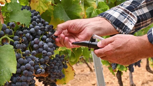 Cannonau grapes. The agronomist in the vineyard collects and squeezes the grapes on the refractometer to measure the sugar content. Traditional agriculture. Sardinia. 4k resolution.