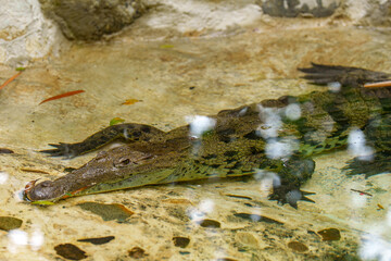 Crocodile Resting in Shallow Water