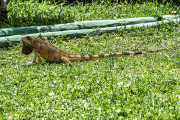 The Green Iguana, Iguana iguana, is a large species of lizard native to Central and South America.