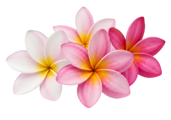 Vibrant pink and white plumeria flowers isolated on transparent background