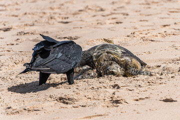 Vultures eating a dead turtle on the beach of Canoa Quebrada at Aracati in Ceara, Brazil.