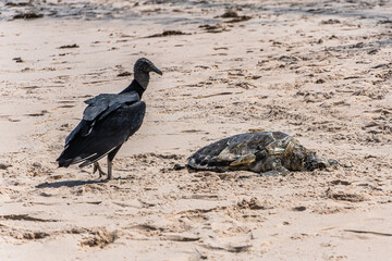 Vultures eating a dead turtle on the beach of Canoa Quebrada at Aracati in Ceara, Brazil.