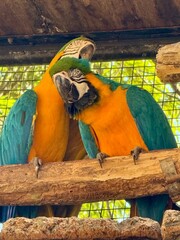 blue and yellow macaw