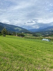 alpine meadow in the alps