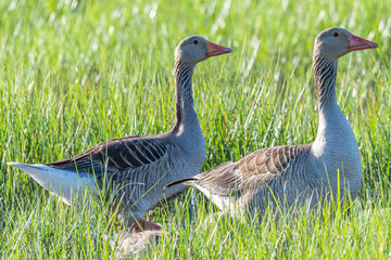 Two greylag geese - anser anser - standing in lush green grass with goslings