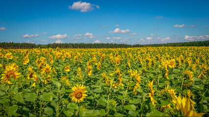 Endless sunflower field in full bloom under a bright blue sky with scattered clouds, lush green...