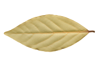 Dry yellow leaf with veins isolated on transparent background