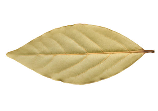 Dry yellow leaf with veins isolated on transparent background
