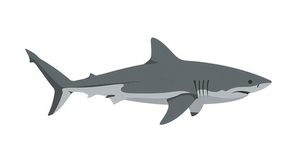 Fototapeta premium Gray Shark Swimming on Transparent Background Graphic Illustration