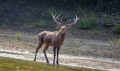 Red Deer stag looking for scent in forest