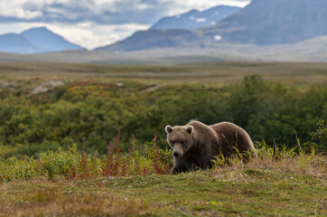 Brown bear in Katmai, Alaska