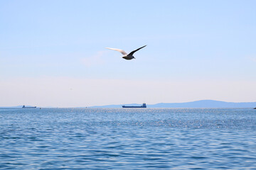 Seagulls flying above the sea. Selective focus.