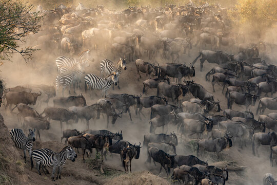 The great wildebeest migration in Africa 