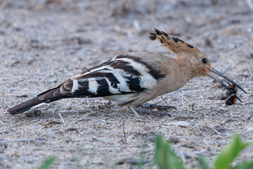 Eurasian hoopoe - upupa epops - holding an insect in its beak in castello d'empuries, catalonia, spain © Alexandre Arocas