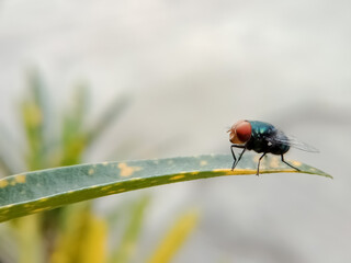 Close-up of a common housefly on a green leaf, showcasing its iridescent blue body and large red compound eyes. 