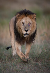 A lion in Maasai Mara, Africa 