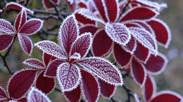 frozen flowering shrub with crimson foliage, representing the initial freezing conditions, chilly climate, solidified water, ice crystals, and rime frost