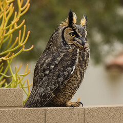 great horned owl