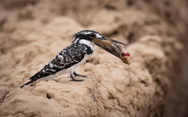 A kingfisher on safari in Africa 