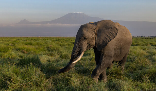 Elephant and Mt Kilimanjaro in Africa 