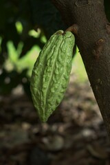 Ripe cacao pods growing on tree trunk in tropical plantation