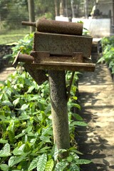 Ripe cacao pods growing on tree trunk in tropical plantation