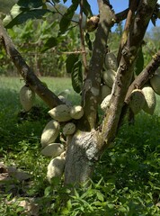 Ripe cacao pods growing on tree trunk in tropical plantation