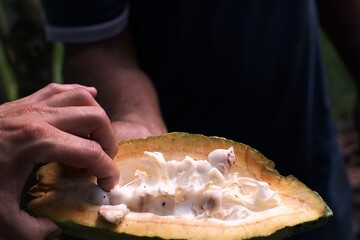 Ripe cacao pods growing on tree trunk in tropical plantation