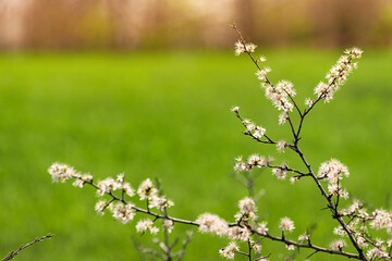 Delicate white flowers blooming on branches create a stunning contrast against a softly blurred green background, celebrating spring's beauty