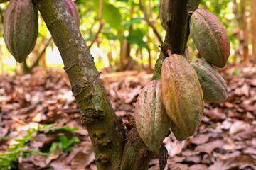 Ripe cacao pods growing on tree trunk in tropical plantation